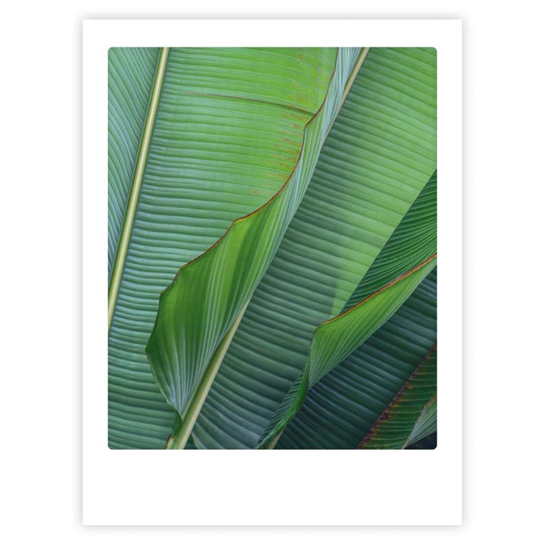 pickmotion-art-poster-green-leaves-mit-echtglas-rahmen image 1