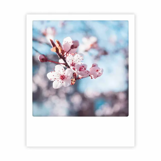 pickmotion-cherry-blossom-postkarte-einzelmotiv image 1