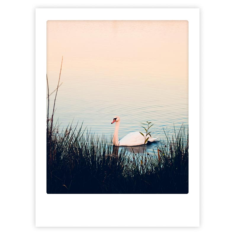 pickmotion-art-poster-swan-lake-mit-echtglas-rahmen image 1