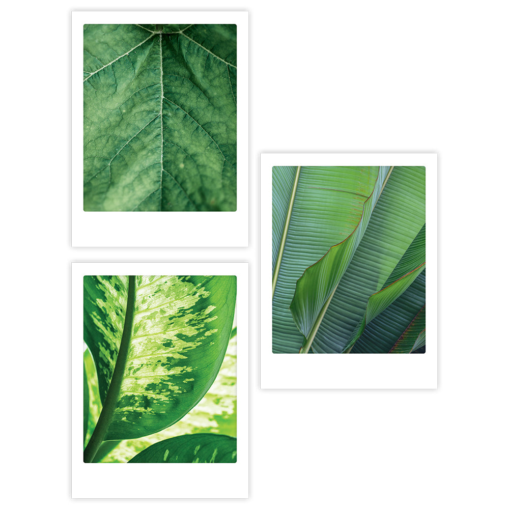 pickmotion-botanical-lovers-3er-artposter-set-mit-rahmen image 1