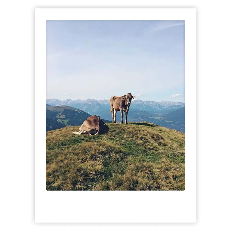 pickmotion-mountain-cow-art-poster-mit-echtglas-rahmen image 1