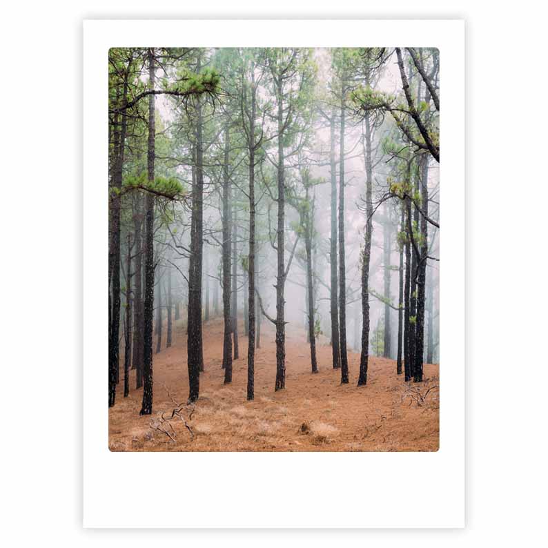 pickmotion-mystic-woods-art-poster-mit-echtglas-rahmen image 1