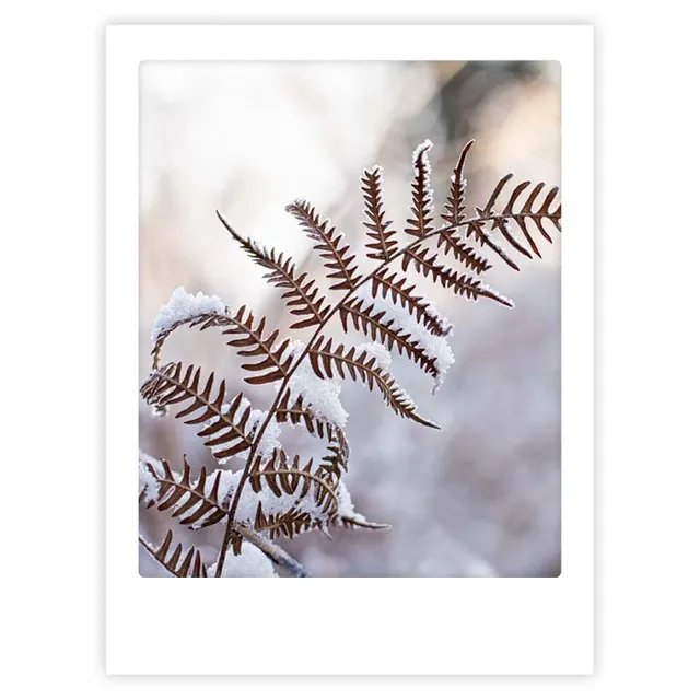 pickmotion-art-poster-fern-plant-botanik-wandbild-mit-echtglas-rahmen image 1