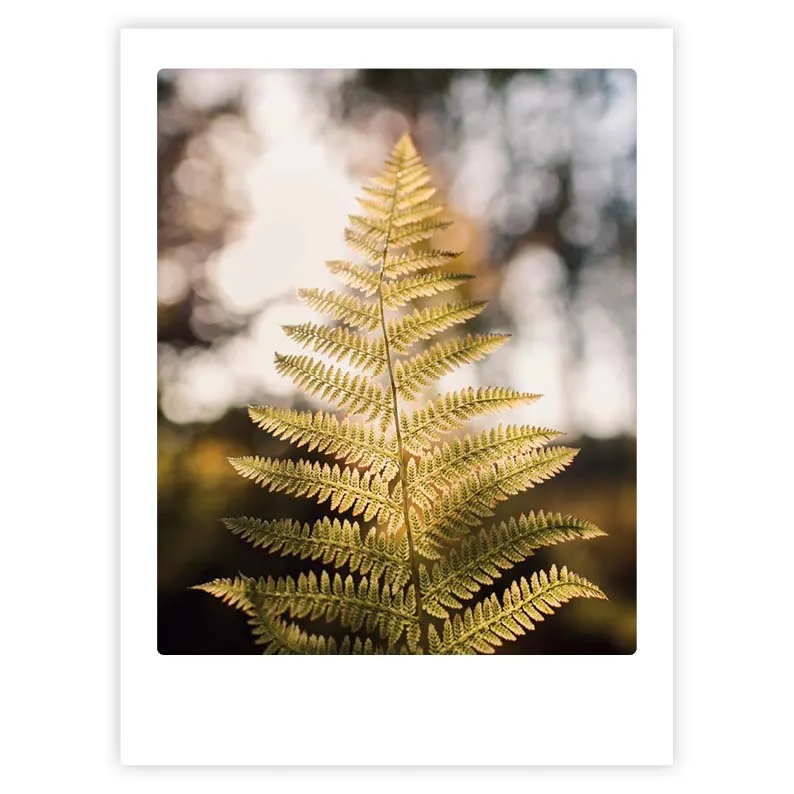 pickmotion-sunbeams-art-poster-mit-echtglas-rahmen image 1