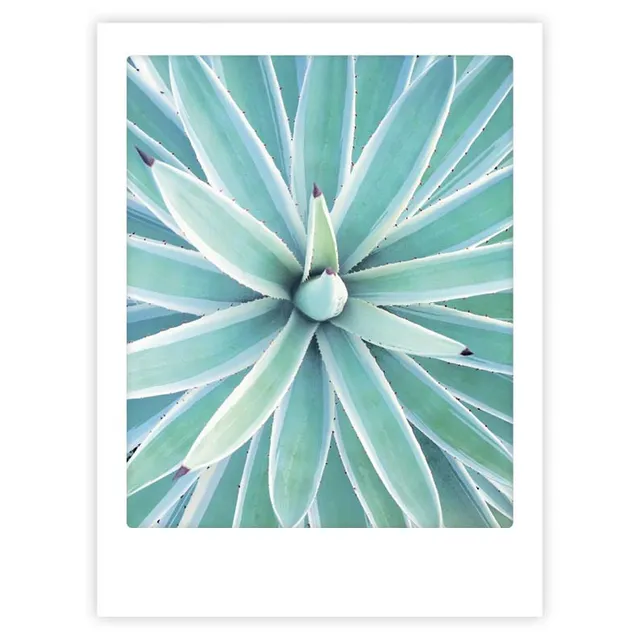 pickmotion-art-poster-aloe-vera-mit-echtglas-rahmen image 1