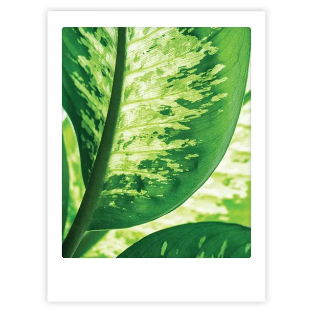 pickmotion-all-green-art-poster-mit-echtglas-rahmen image 1