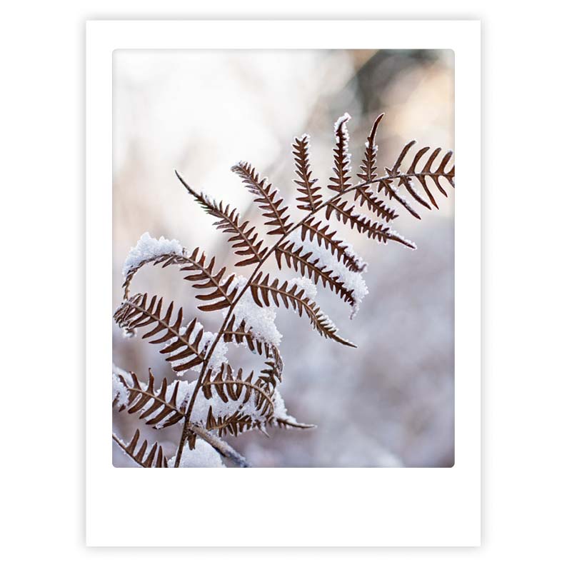pickmotion-art-poster-fern-plant-botanik-wandbild-mit-echtglas-rahmen image 1