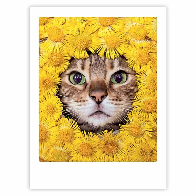 pickmotion-cat-and-flowers-art-poster-mit-echtglas-rahmen image 1