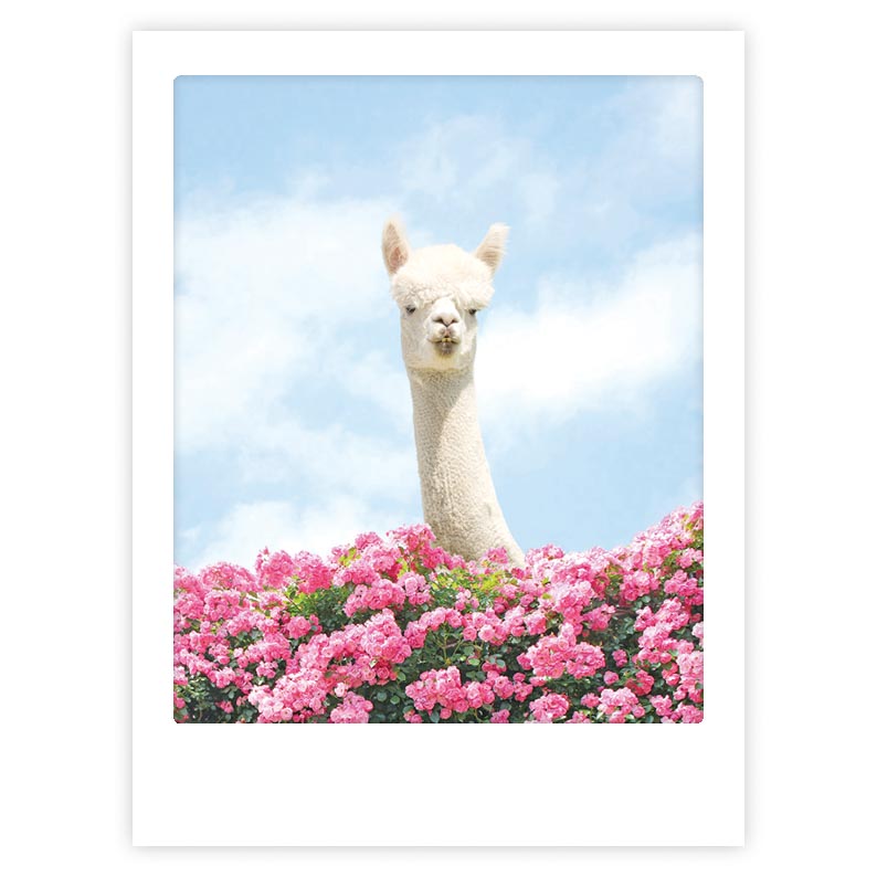 pickmotion-art-poster-hello-there-lama image 1