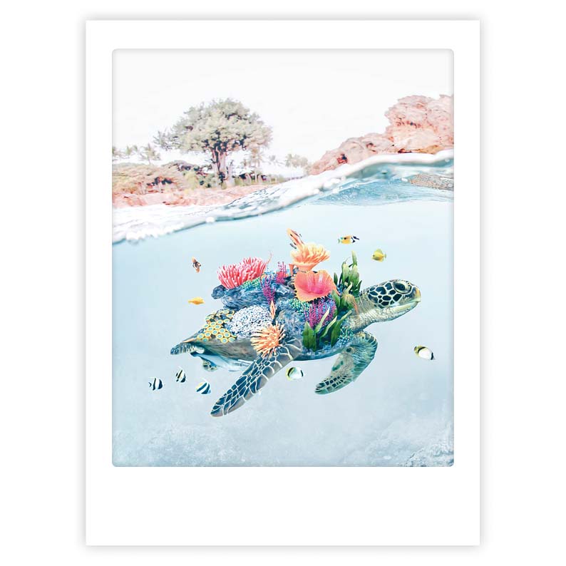 pickmotion-art-poster-flower-turtle-mit-echtglas-rahmen image 1