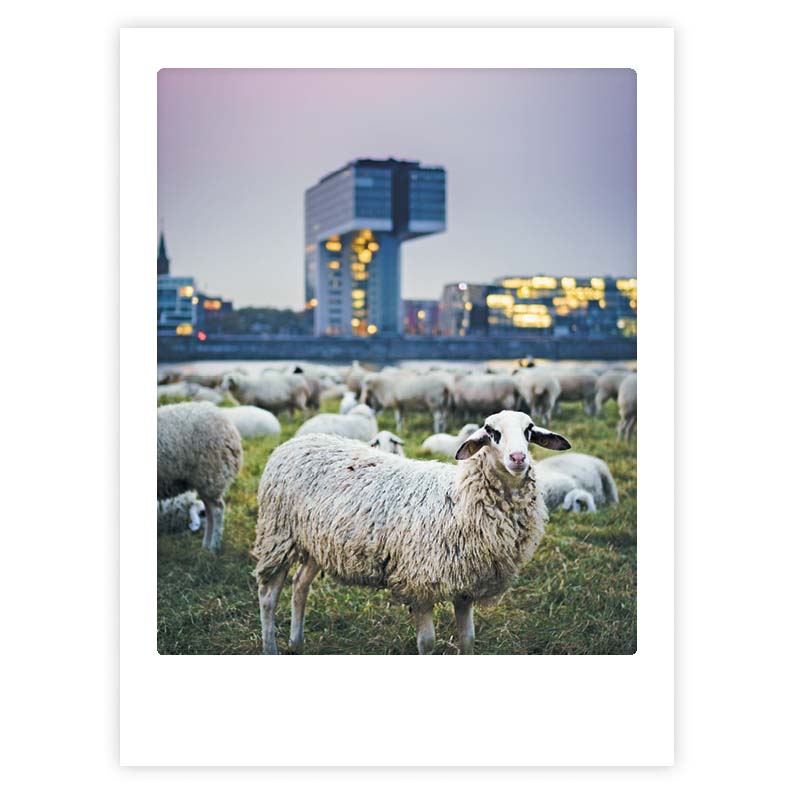 pickmotion-hello-sheep-art-poster-mit-echtglas-rahmen image 1