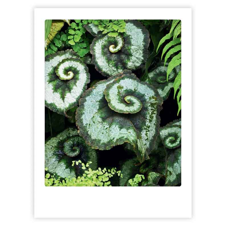 pickmotion-magical-nature-art-poster-mit-echtglas-rahmen image 1