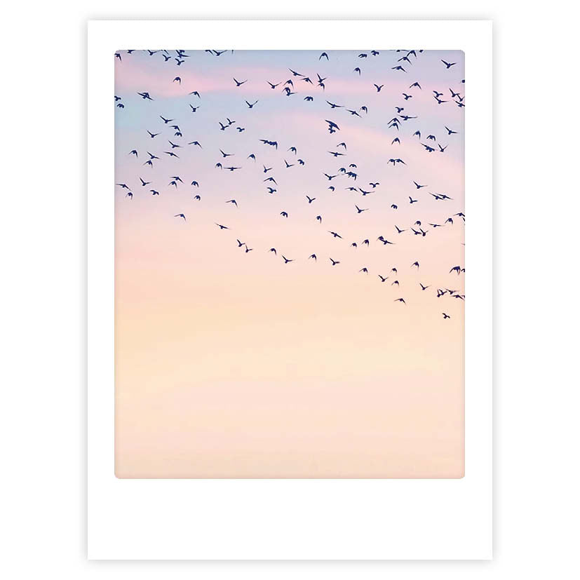 pickmotion-birds-of-feather-art-poster-mit-echtglas-rahmen image 1