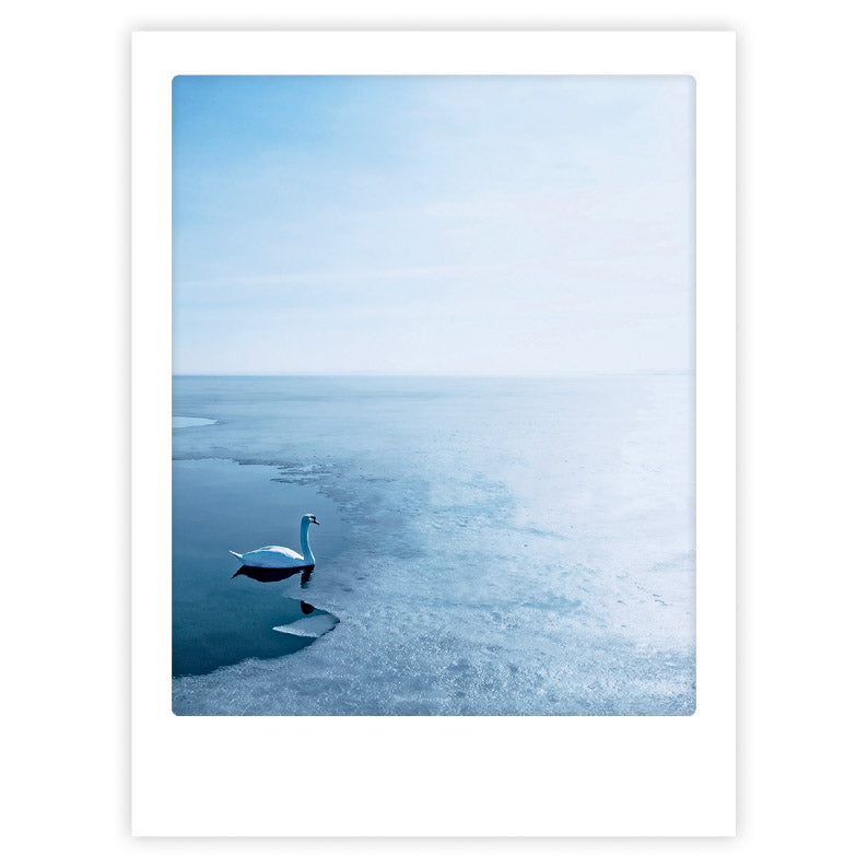 pickmotion-art-poster-winter-swan-mit-echtglas-rahmen image 1