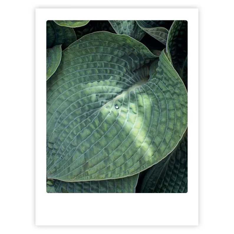 pickmotion-art-poster-raindrop-on-leaf-mit-echtglas-rahmen image 1