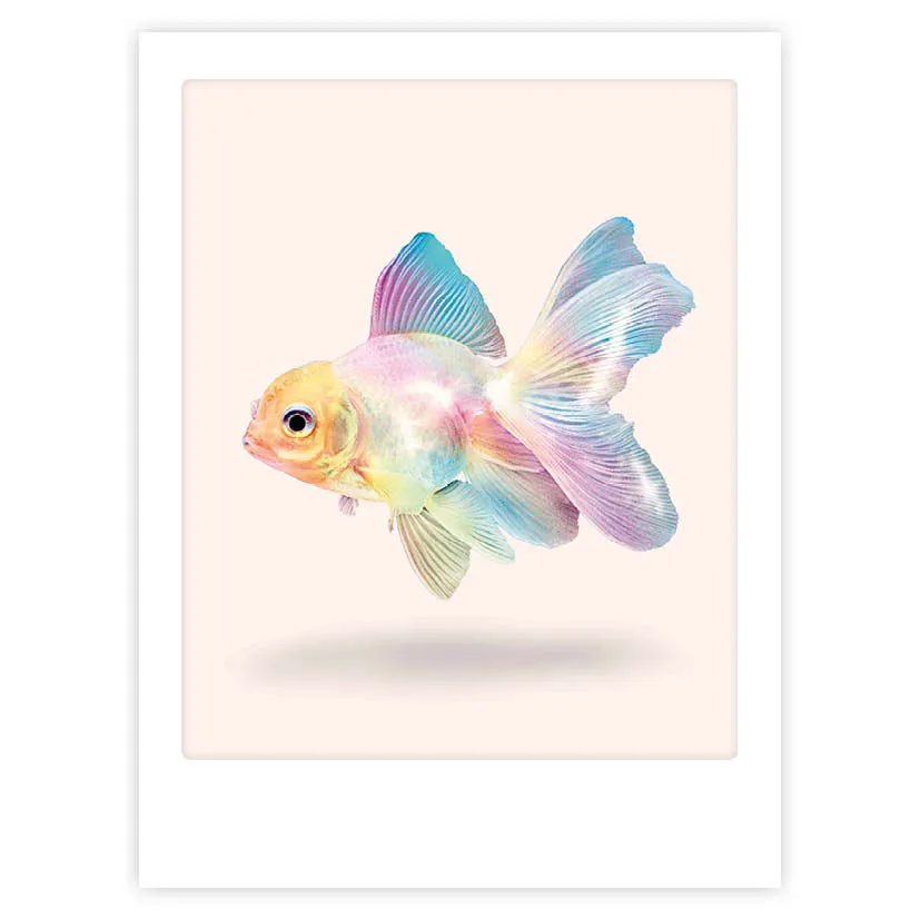 pickmotion-rainbow-fish-reloaded-art-poster-mit-echtglas-rahmen image 1