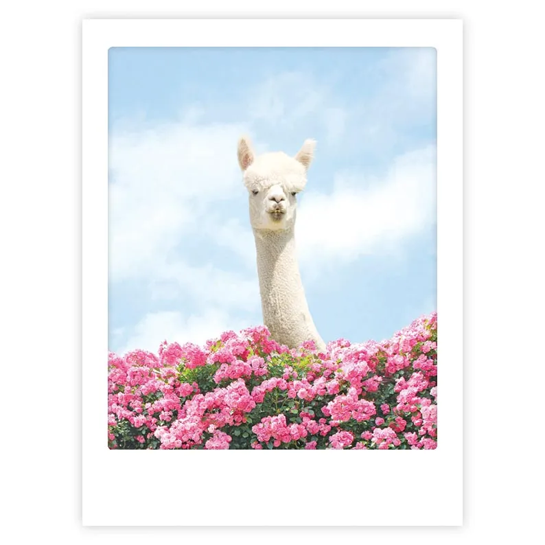 pickmotion-art-poster-hello-there-lama image 1