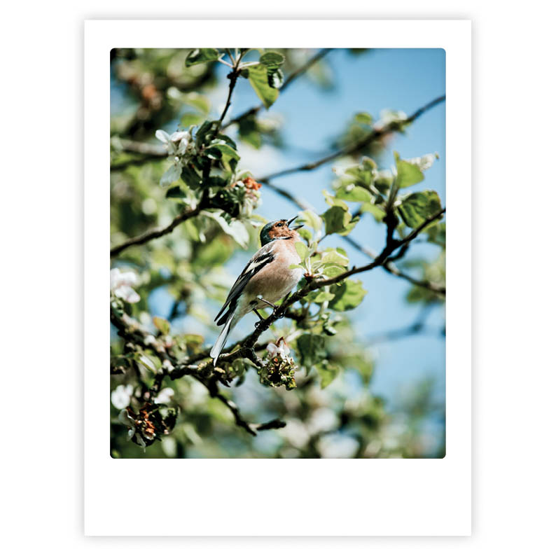 pickmotion-little-feather-friend-art-poster-mit-echtglas-rahmen image 1