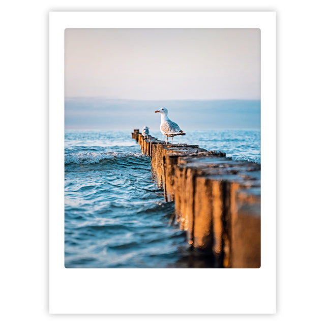 pickmotion-art-poster-a-seagulls-view-mit-echtglas-rahmen image 1