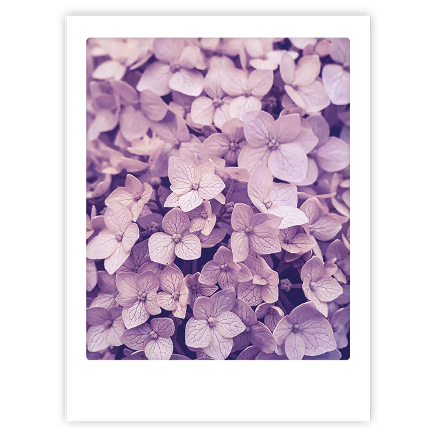 pickmotion-purple-flowers-art-poster-mit-echtglas-rahmen image 1