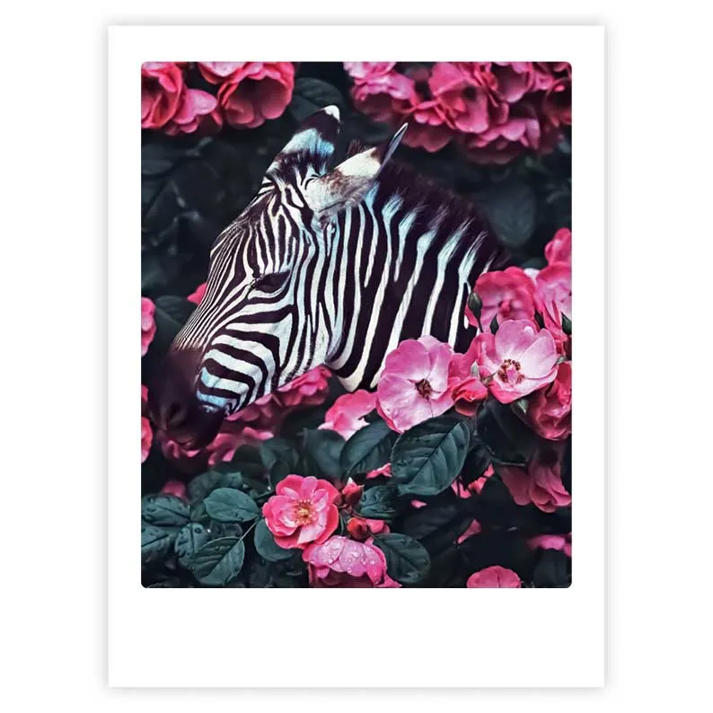 pickmotion-flower-zebra-art-poster-mit-echtglas-rahmen image 1