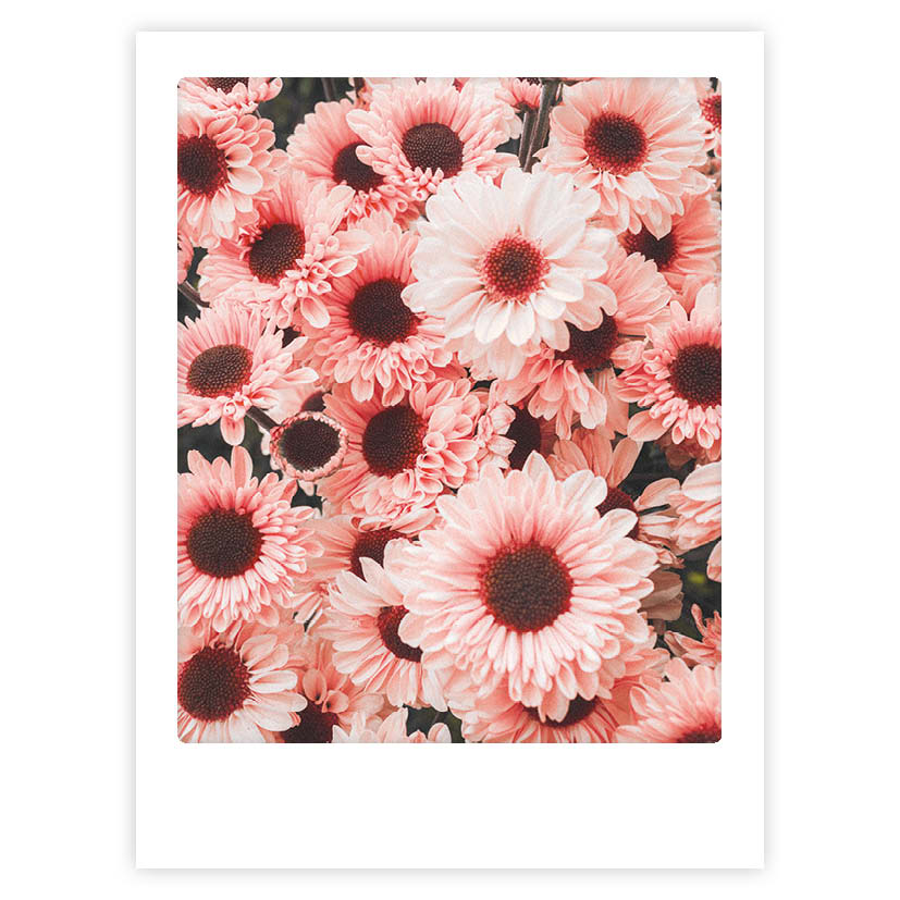 pickmotion-pink-blossom-art-poster-mit-echtglas-rahmen image 1