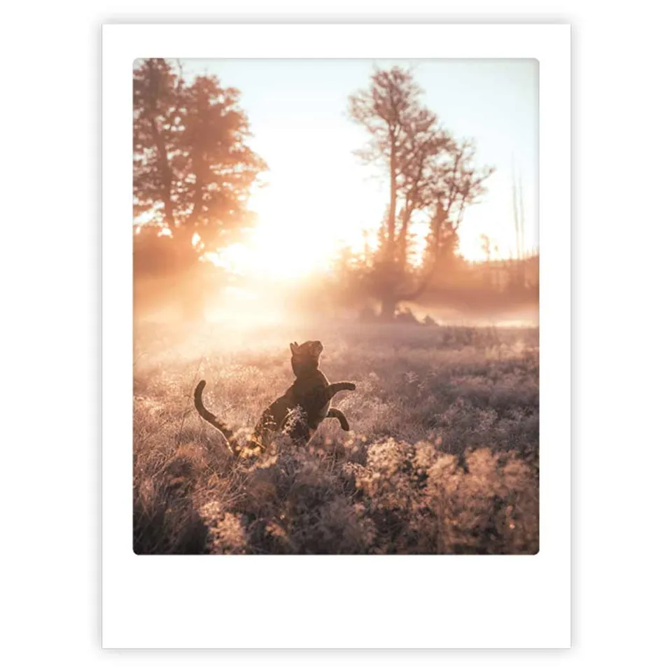 pickmotion-cat-in-forest-art-poster-mit-echtglas-rahmen image 1