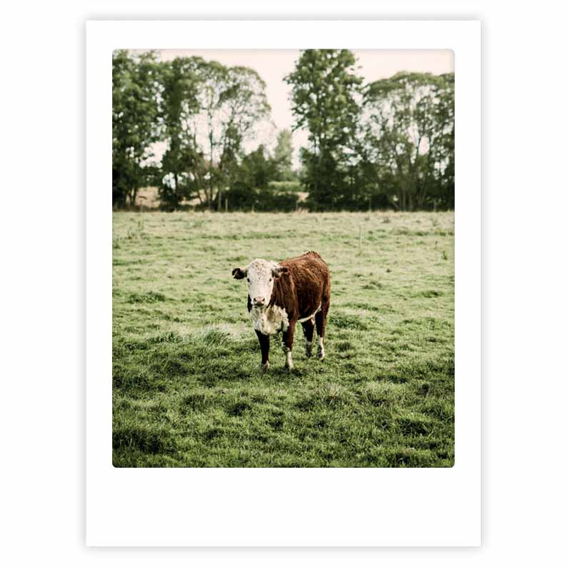 pickmotion-all-cows-are-beautiful-art-poster-mit-echtglas-rahmen image 1