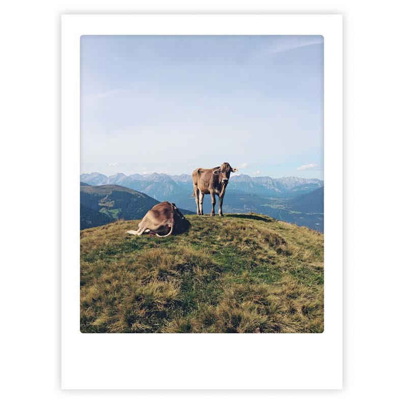 pickmotion-mountain-cow-art-poster-mit-echtglas-rahmen image 1
