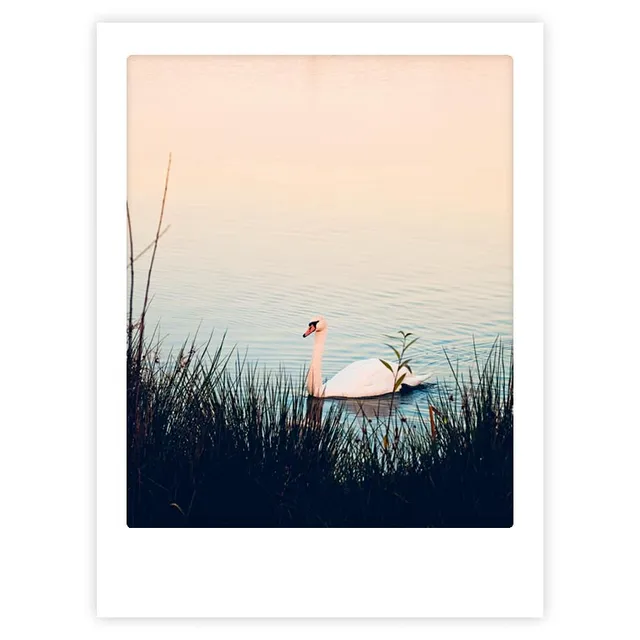 pickmotion-art-poster-swan-lake-mit-echtglas-rahmen image 1