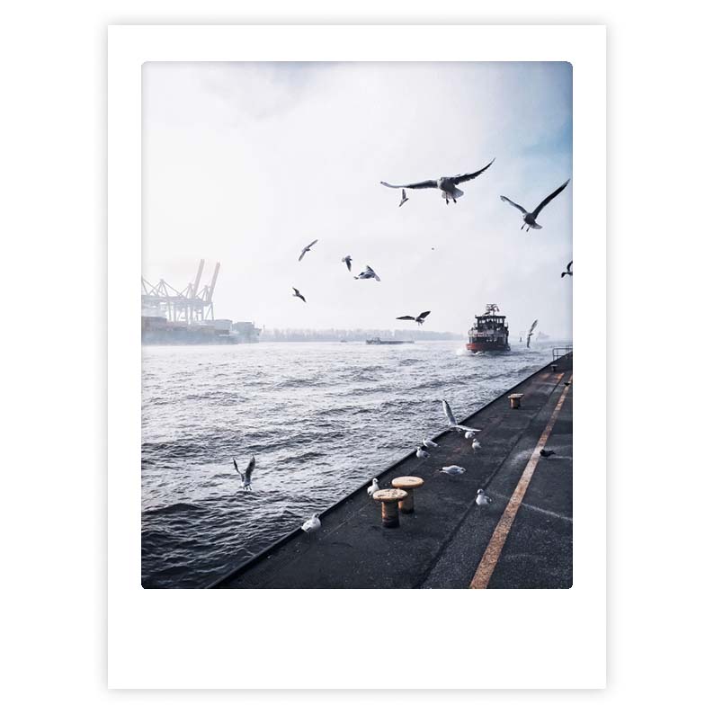 pickmotion-art-poster-mowenschwarm-mit-echtglas-rahmen image 1