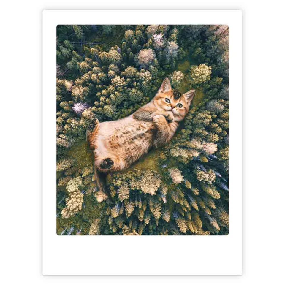 pickmotion-art-poster-cat-from-above-wandposter-mit-echtglas-rahmen-option image 1