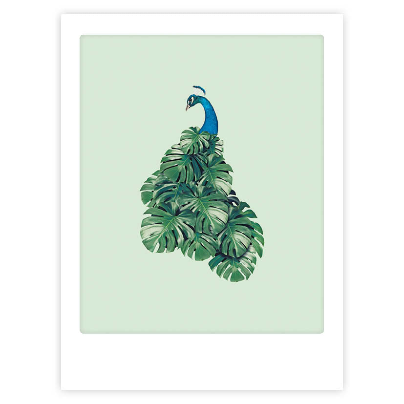 pickmotion-art-poster-peacock-mit-echtglas-rahmen-wandbild image 1