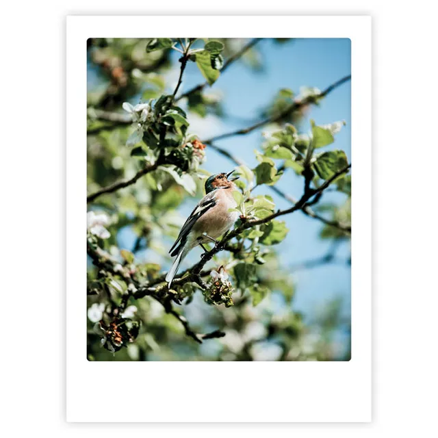 pickmotion-little-feather-friend-art-poster-mit-echtglas-rahmen image 1