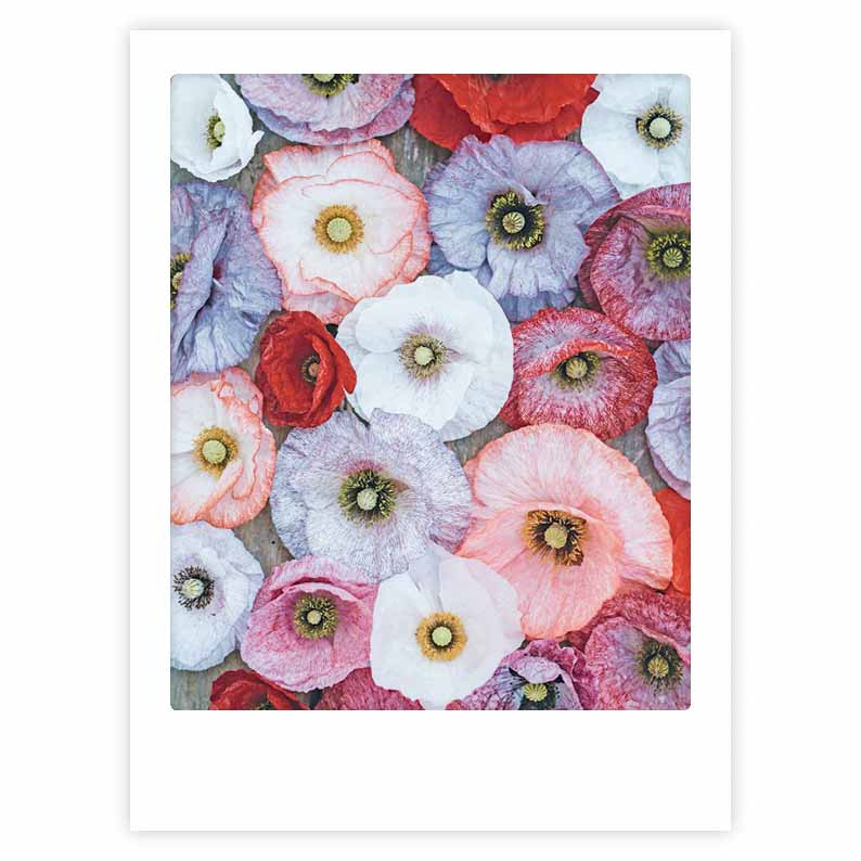 pickmotion-blossom-together-art-poster-mit-echtglas-rahmen image 1
